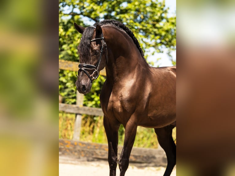 PRE Wallach 5 Jahre 163 cm Rappe in Neuenkirchen