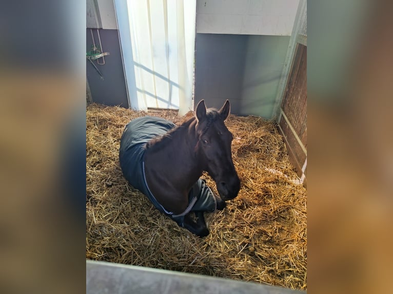 PRE Wallach 5 Jahre 163 cm Rappe in Neuenkirchen