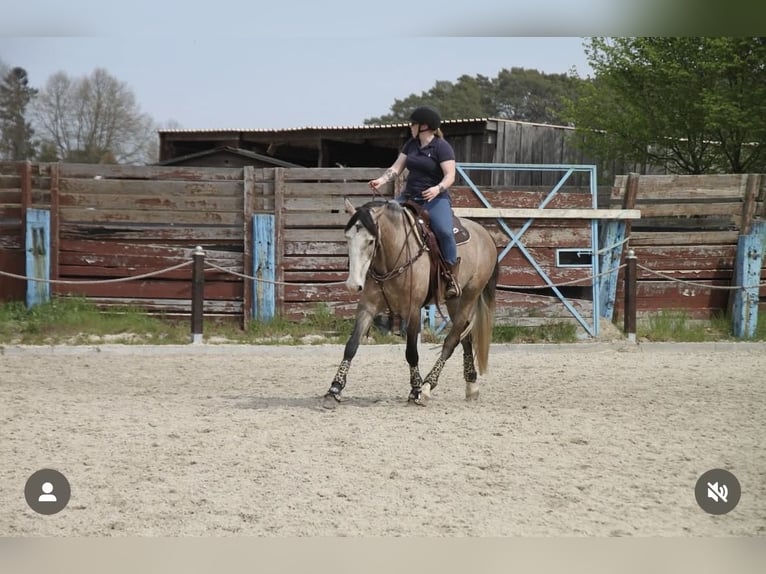 PRE Wallach 5 Jahre 163 cm Rotschimmel in Uetze