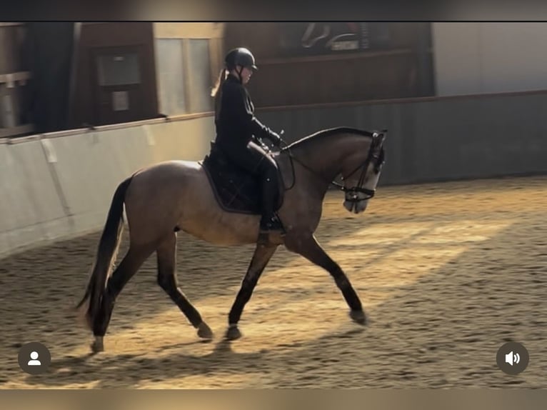 PRE Wallach 5 Jahre 163 cm Rotschimmel in Uetze