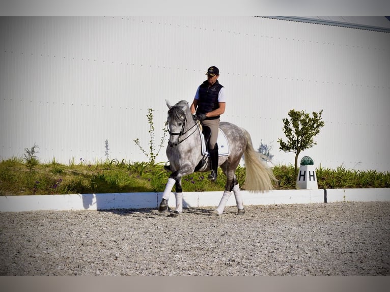 PRE Wallach 5 Jahre 163 cm Schimmel in Guimarães