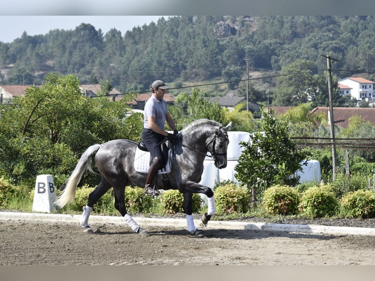 PRE Wallach 5 Jahre 163 cm Schimmel in Guimarães
