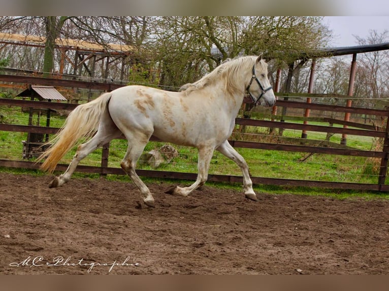 PRE Wallach 5 Jahre 163 cm Schimmel in Polenz