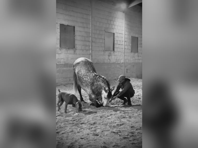 PRE Wallach 5 Jahre 164 cm Apfelschimmel in Humilladero