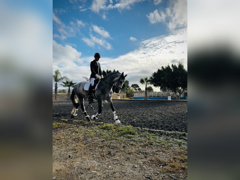 PRE Wallach 5 Jahre 164 cm Apfelschimmel in Humilladero