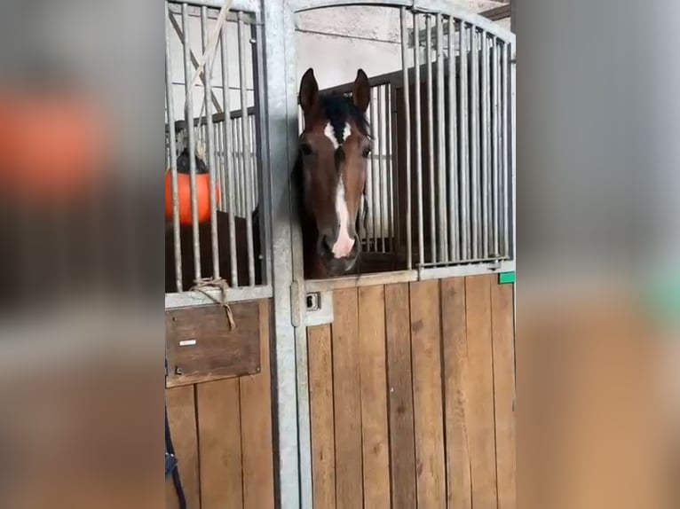 PRE Mix Wallach 5 Jahre 164 cm Brauner in Kirchberg im Wald