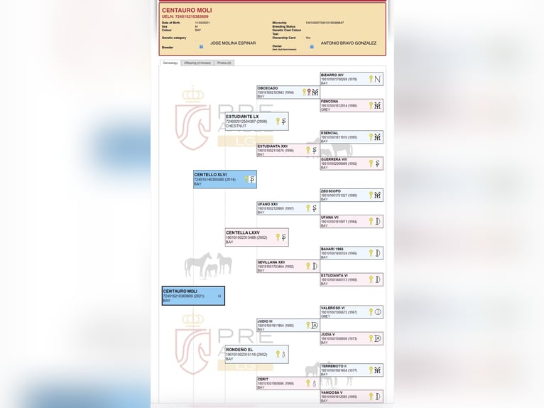 PRE Mix Wallach 5 Jahre 164 cm Brauner in Grabenstätt
