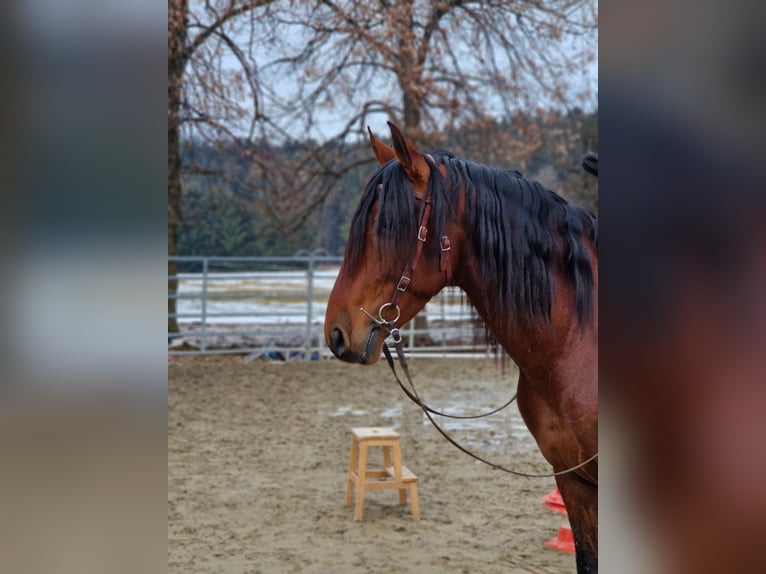 PRE Mix Wallach 5 Jahre 164 cm Brauner in Grabenstätt