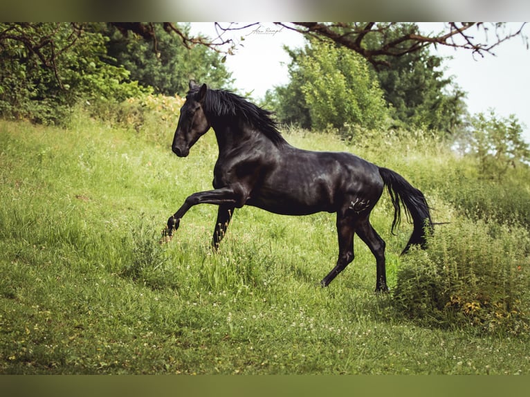 PRE Mix Wallach 5 Jahre 164 cm Rappe in Aldingen