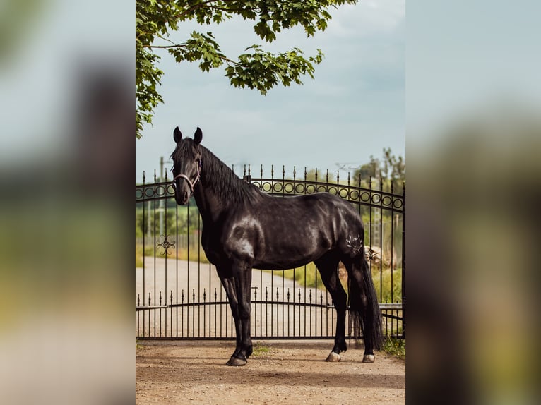 PRE Mix Wallach 5 Jahre 164 cm Rappe in Aldingen