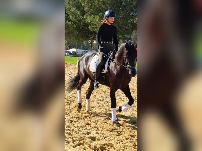 PRE Mix Wallach 5 Jahre 164 cm Rappe in Norfolk