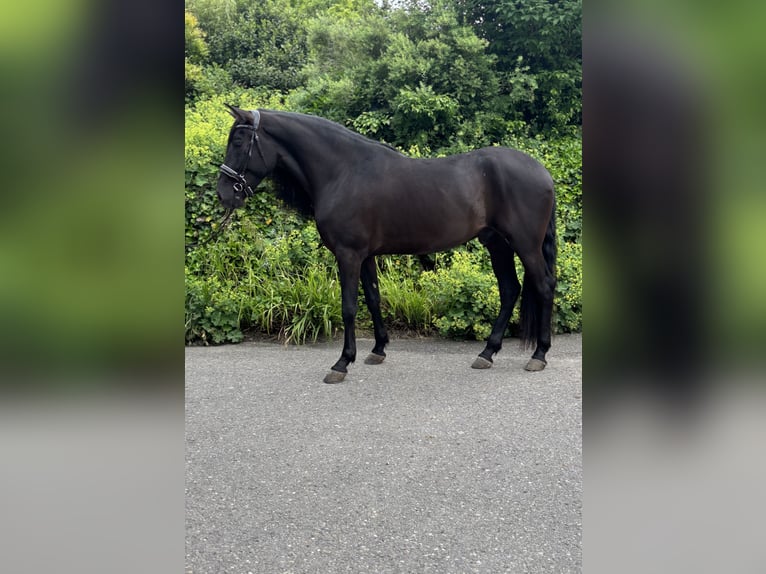 PRE Mix Wallach 5 Jahre 164 cm Rappe in Affoltern am Albis