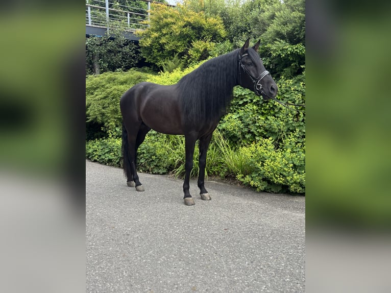 PRE Mix Wallach 5 Jahre 164 cm Rappe in Affoltern am Albis