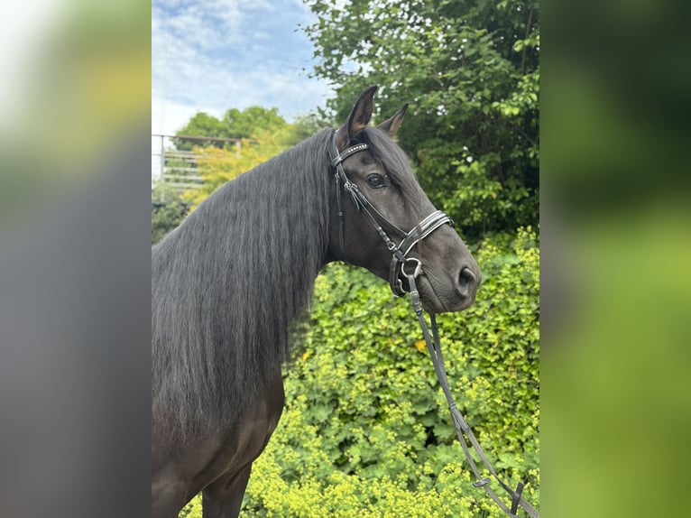 PRE Mix Wallach 5 Jahre 164 cm Rappe in Affoltern am Albis