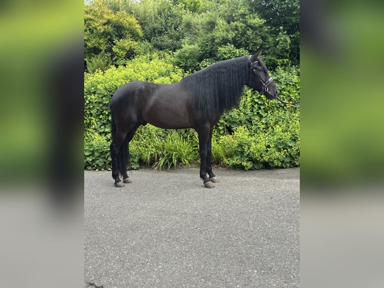 PRE Mix Wallach 5 Jahre 164 cm Rappe in Affoltern am Albis