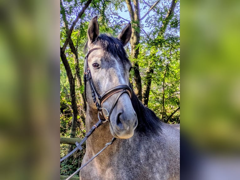 PRE Wallach 5 Jahre 164 cm Rappschimmel in Hilden