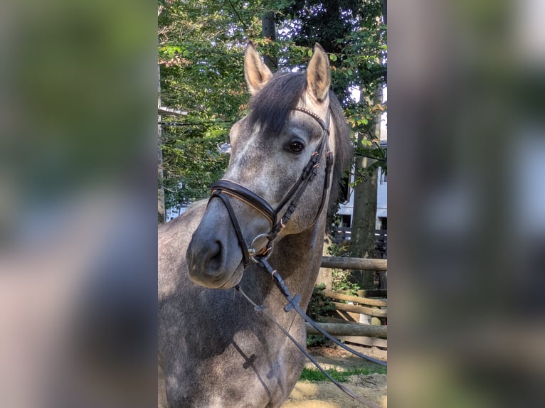 PRE Wallach 5 Jahre 164 cm Rappschimmel in Hilden