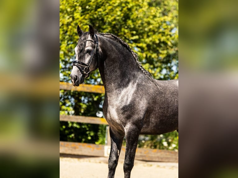 PRE Mix Wallach 5 Jahre 164 cm Schimmel in Schneverdingen
