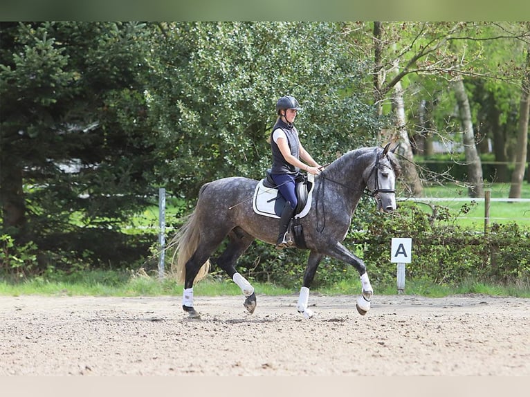 PRE Mix Wallach 5 Jahre 165 cm Apfelschimmel in Niederkassel