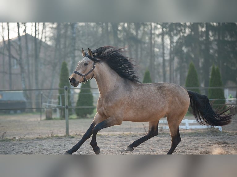 PRE Mix Wallach 5 Jahre 165 cm Buckskin in H&#xFC;nfelden