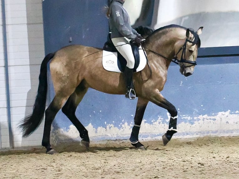 PRE Mix Wallach 5 Jahre 165 cm Buckskin in Nieuwkerken-Waas PRE Mix Wallach 5 Jahre 165 cm Buckskin in Nieuwkerken-Waas