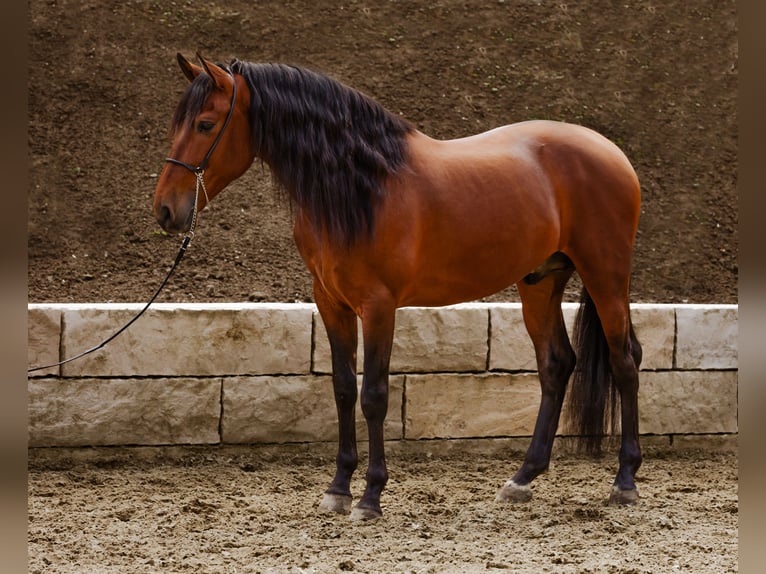 PRE Wallach 5 Jahre 165 cm Dunkelbrauner in Krumbach