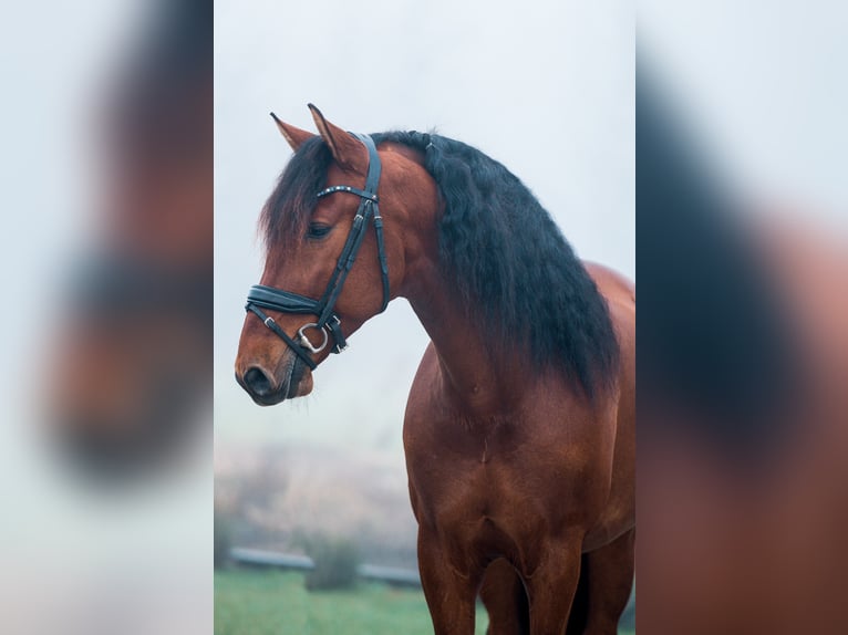 PRE Mix Wallach 5 Jahre 165 cm Dunkelbrauner in Vinkeveen