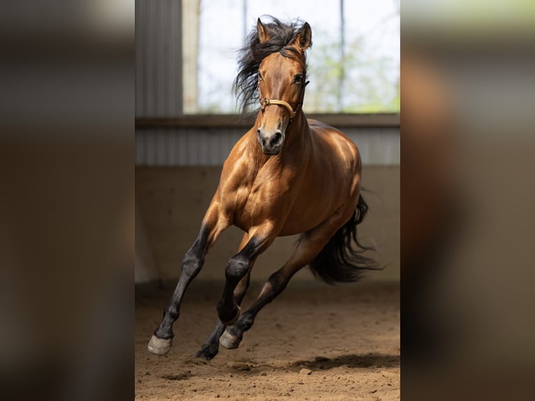 PRE Wallach 5 Jahre 165 cm Hellbrauner in Langeln