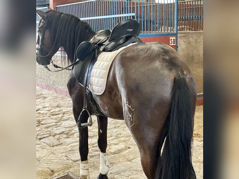 PRE Mix Wallach 5 Jahre 165 cm Rappe in Granada