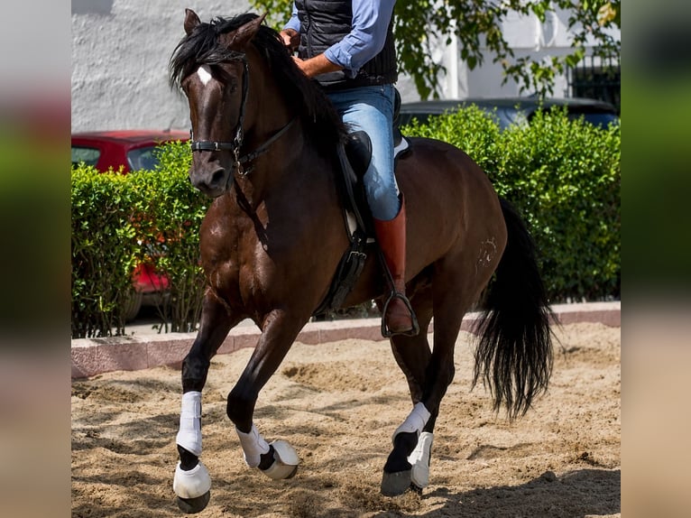 PRE Wallach 5 Jahre 165 cm Rappe in Granada