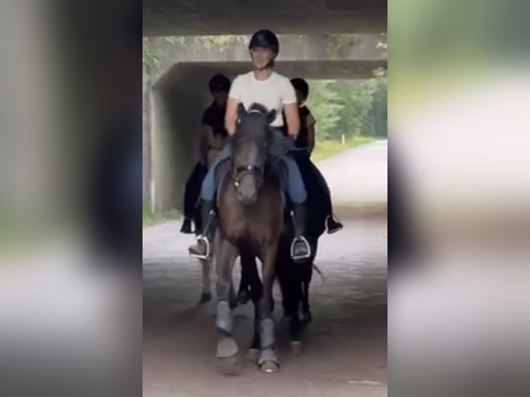 PRE Mix Wallach 5 Jahre 165 cm Rappe in Sottrum