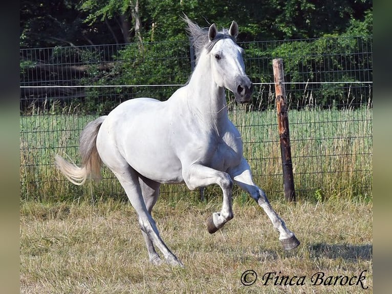PRE Mix Wallach 5 Jahre 165 cm Schimmel in Wiebelsheim