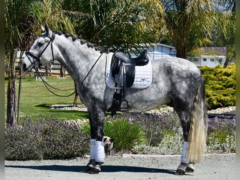 PRE Mix Wallach 5 Jahre 165 cm Schimmel in Ratekau