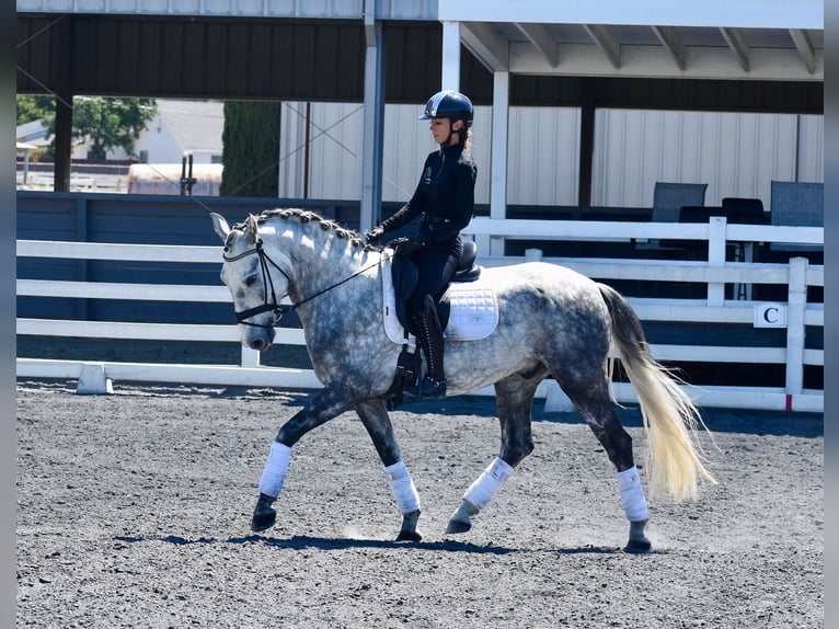 PRE Mix Wallach 5 Jahre 165 cm Schimmel in Ratekau