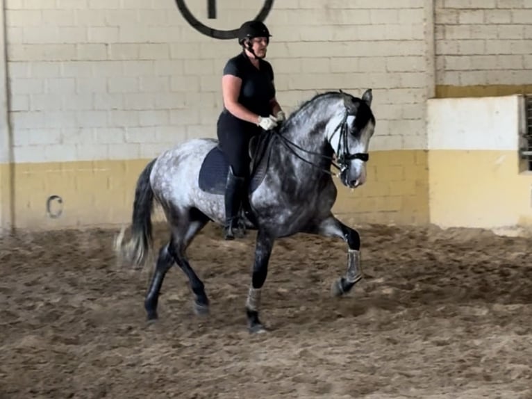 PRE Mix Wallach 5 Jahre 165 cm Schimmel in Coín, Málaga