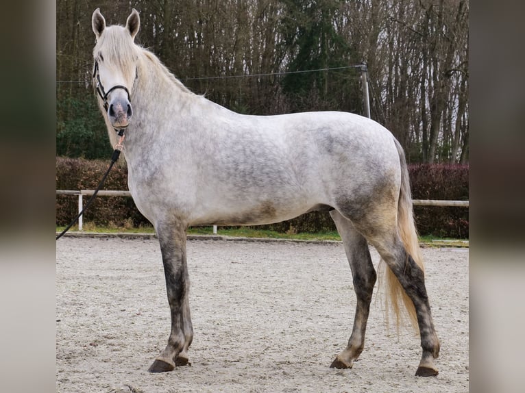 PRE Wallach 5 Jahre 165 cm Schimmel in Neustadt (Wied)