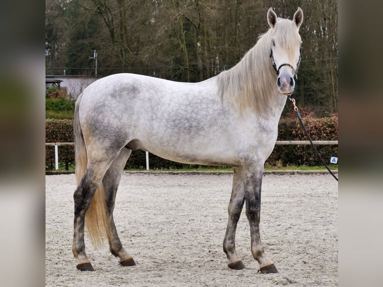 PRE Wallach 5 Jahre 165 cm Schimmel in Neustadt (Wied)