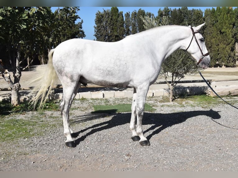 PRE Wallach 5 Jahre 165 cm Schimmel in Provinz Granada