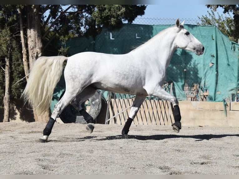 PRE Wallach 5 Jahre 165 cm Schimmel in Provinz Granada