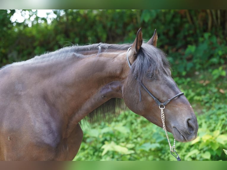 PRE Mix Wallach 5 Jahre 165 cm Schwarzbrauner in Krumbach