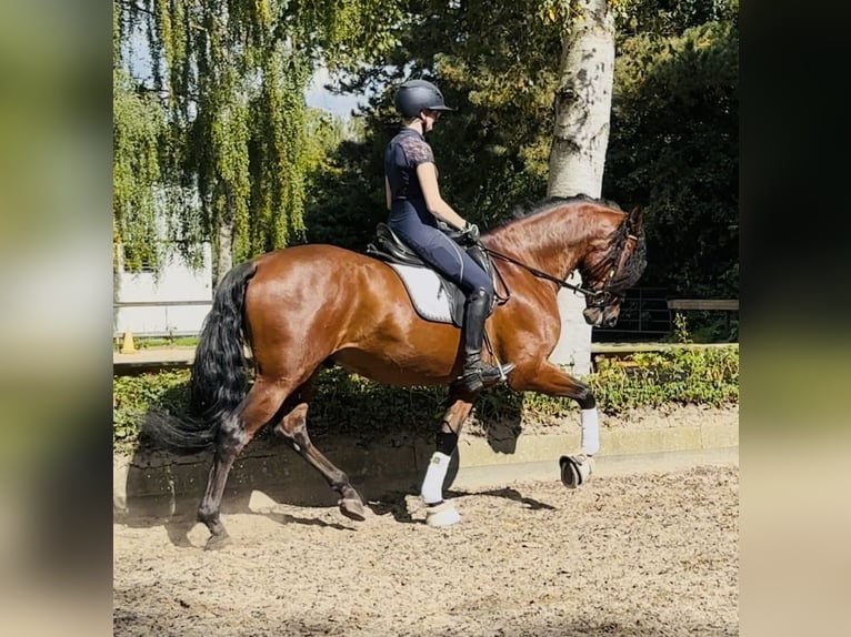 PRE Wallach 5 Jahre 166 cm Brauner in Sottrum