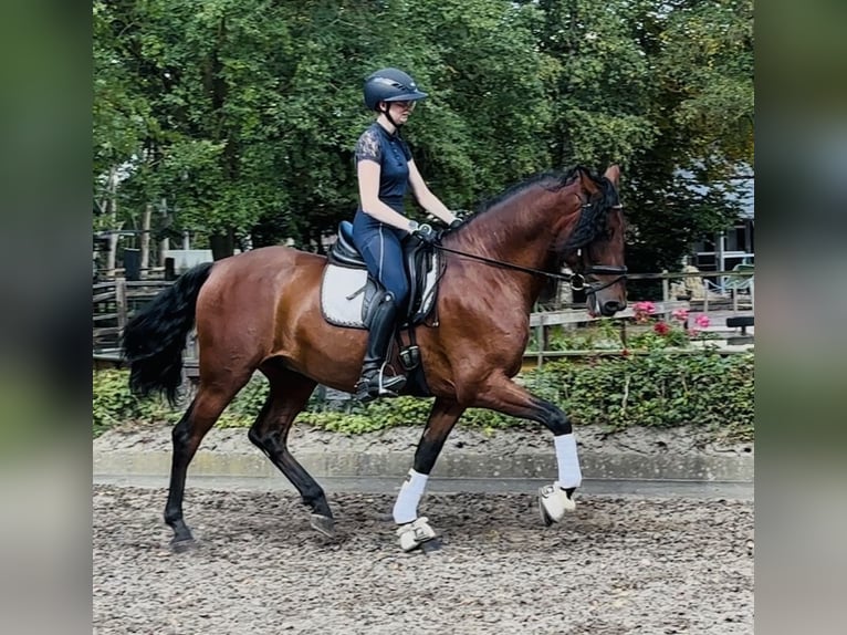 PRE Wallach 5 Jahre 166 cm Brauner in Sottrum