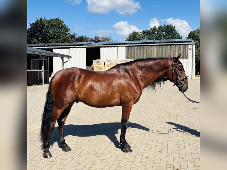 PRE Wallach 5 Jahre 166 cm Brauner in Sottrum