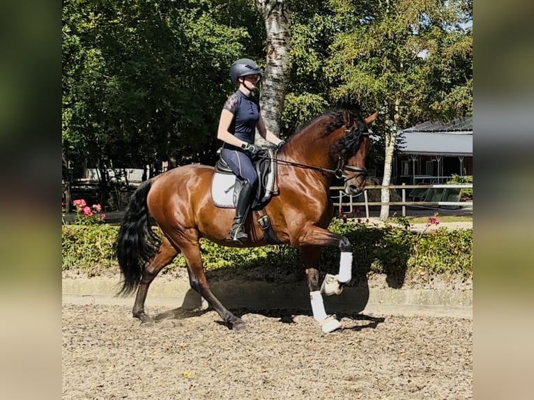 PRE Wallach 5 Jahre 166 cm Brauner in Sottrum