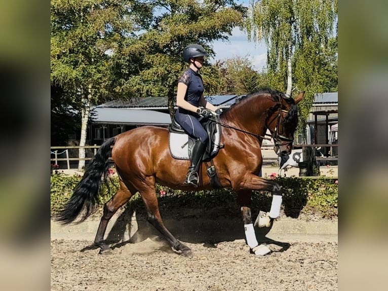 PRE Wallach 5 Jahre 166 cm Brauner in Sottrum