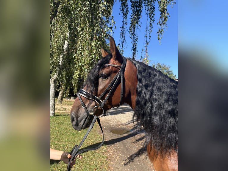 PRE Wallach 5 Jahre 166 cm Brauner in Sottrum