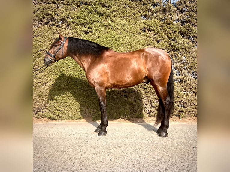 PRE Mix Wallach 5 Jahre 167 cm Brauner in Los Chorlitos