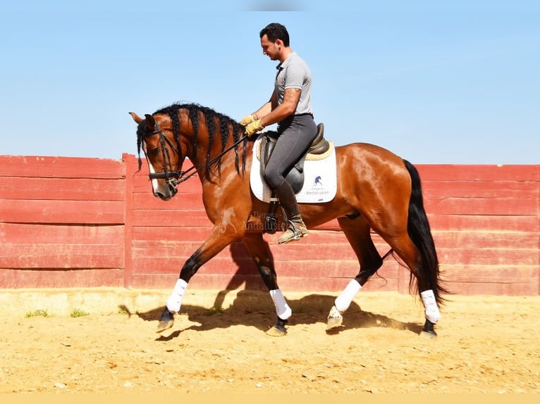 PRE Wallach 5 Jahre 167 cm Brauner in Provinz Cordoba