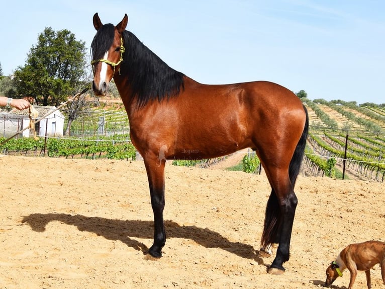 PRE Wallach 5 Jahre 167 cm Brauner in Provinz Cordoba