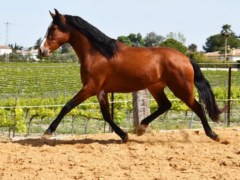 PRE Wallach 5 Jahre 167 cm Brauner in Provinz Cordoba